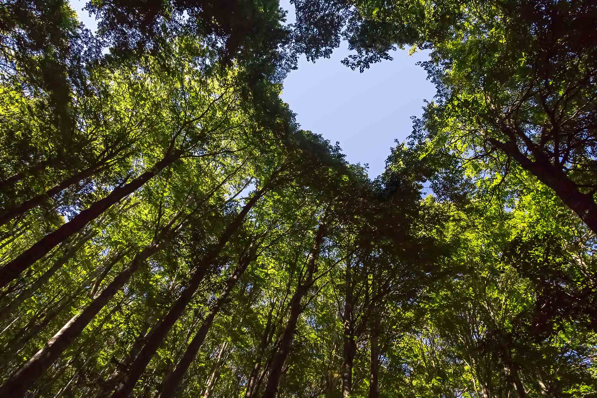 Richmond Hill Woods with Heart Shape
