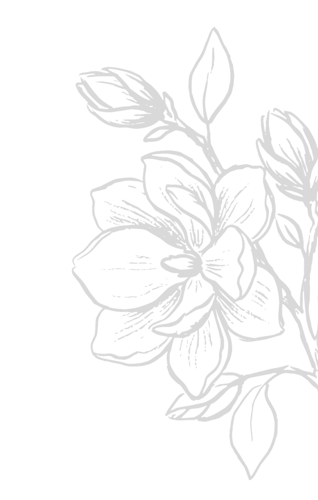 Illustrated line drawing of a magnolia branch in bloom