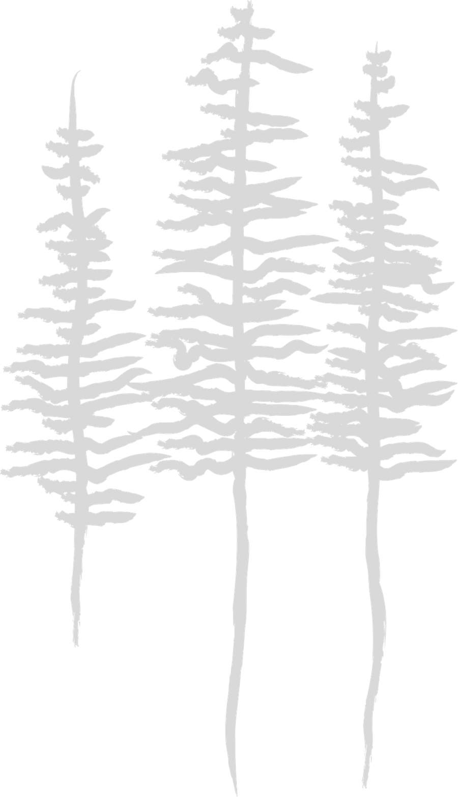 Illustrated line drawing of tall pine trees