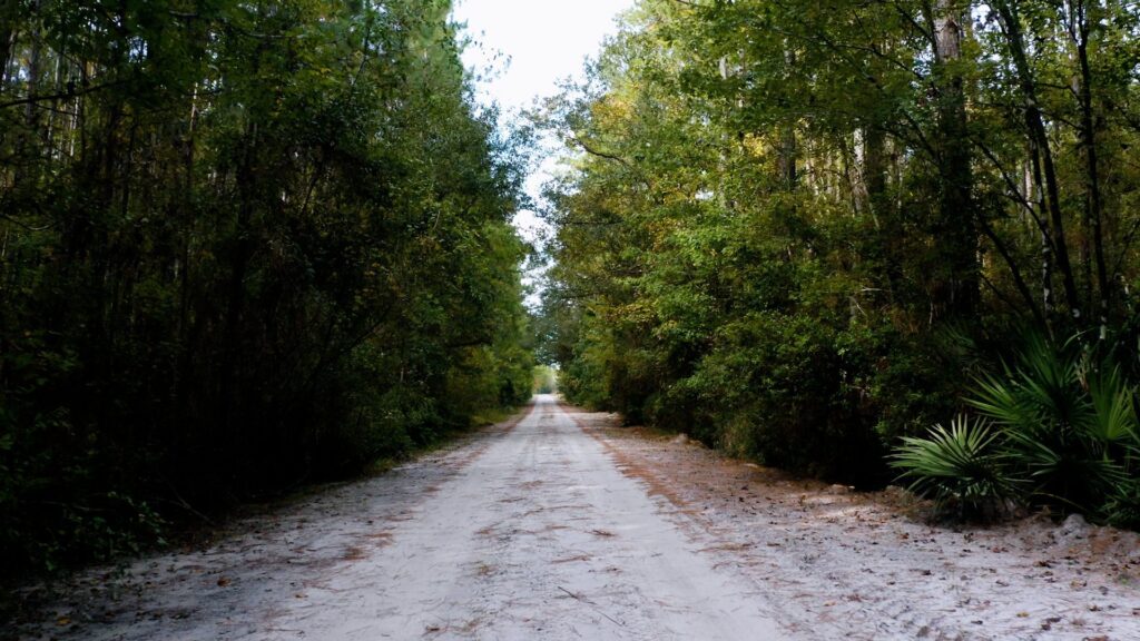 Southern pine forest
