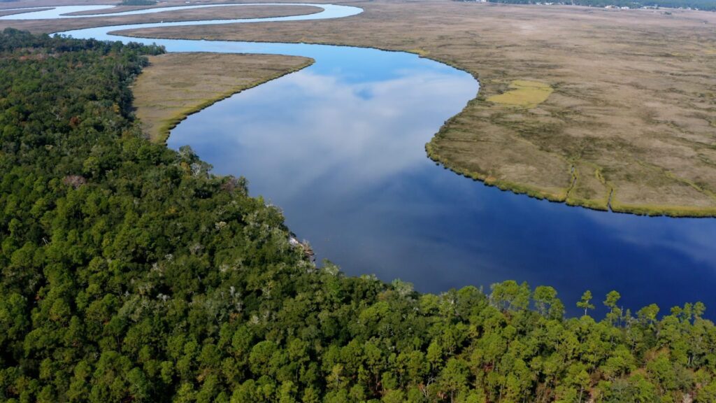 Southern pine forest