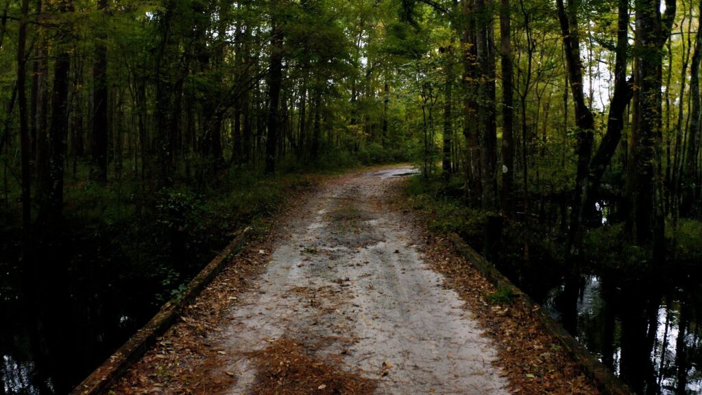 Southern pine forest