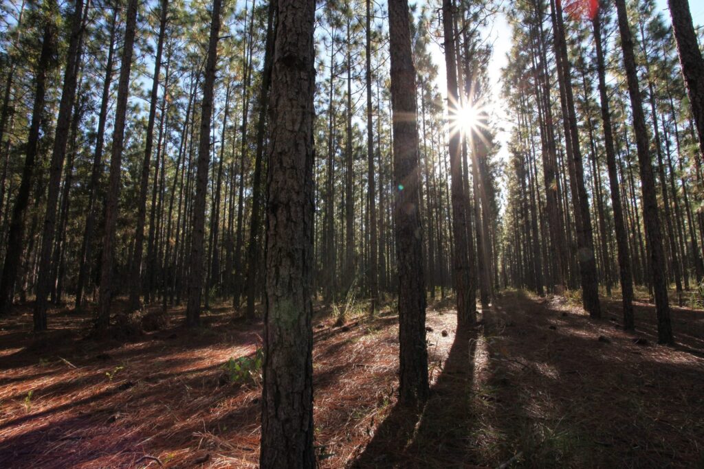 Southern pine forest