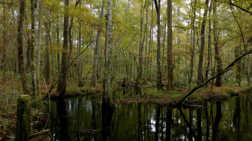 Southern pine forest
