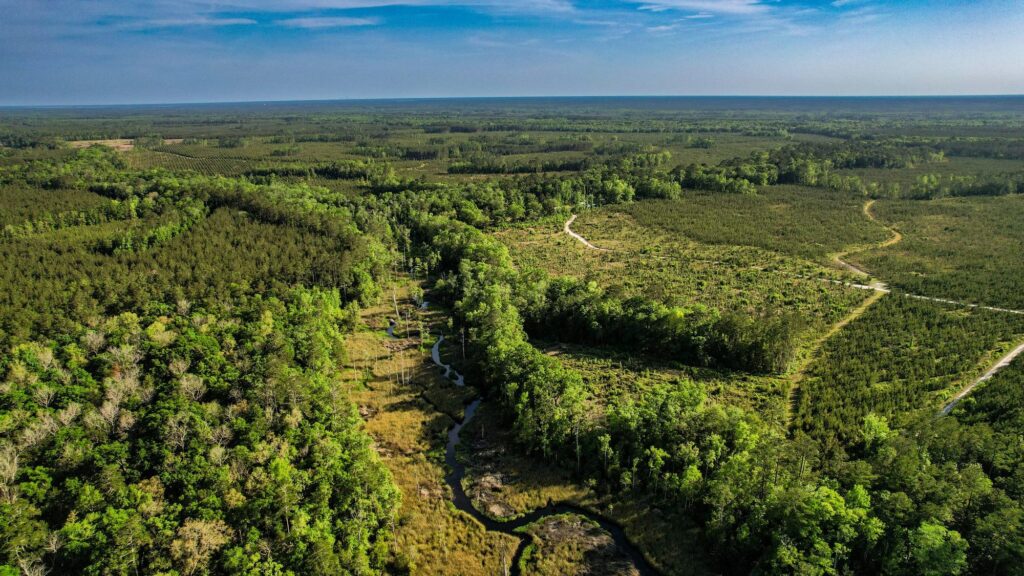 Southern pine forest
