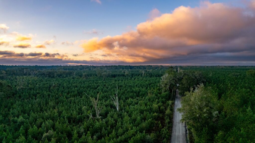 Southern pine forest