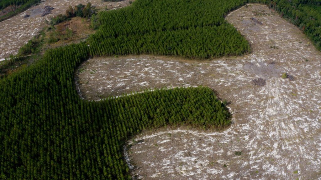 Southern pine forest