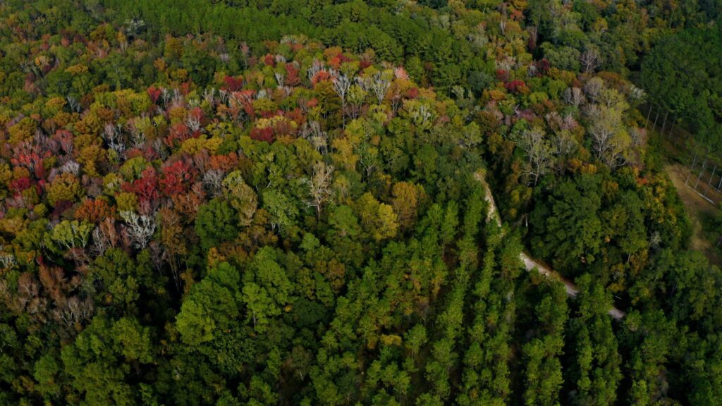 Southern pine forest