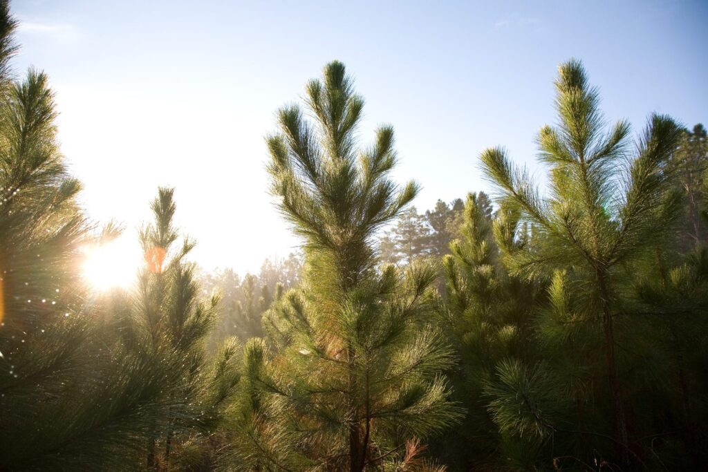 Southern pine forest