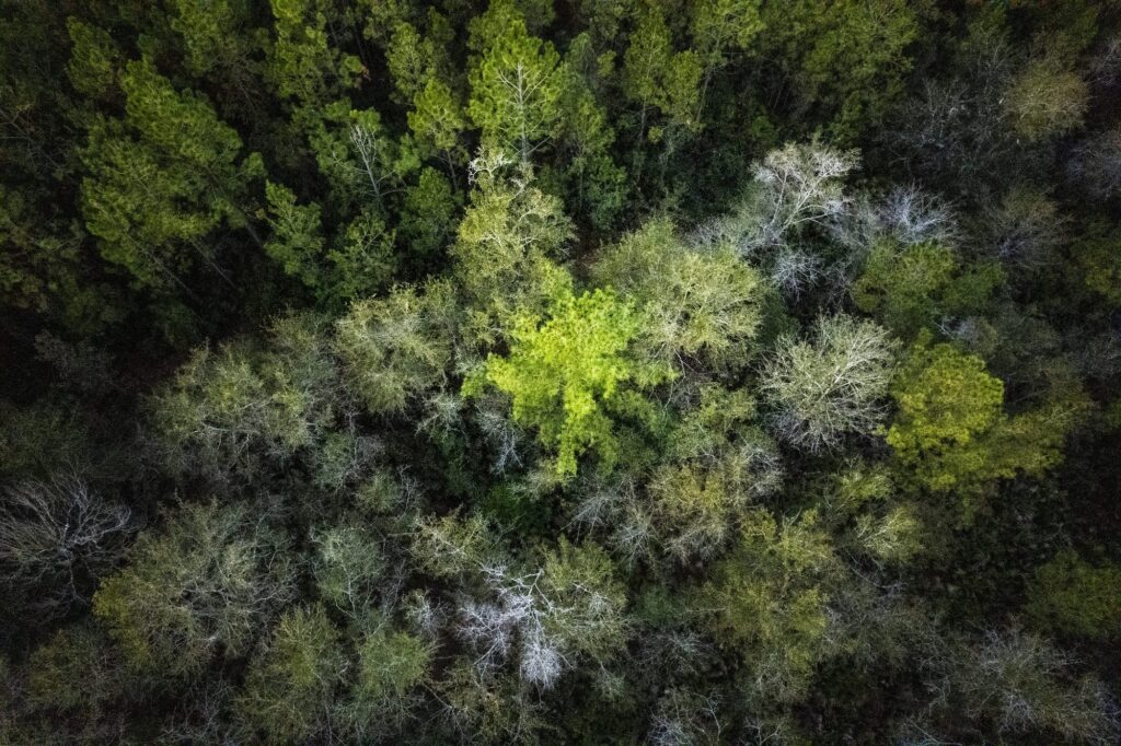 Southern pine forest