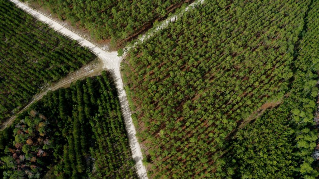 Southern pine forest